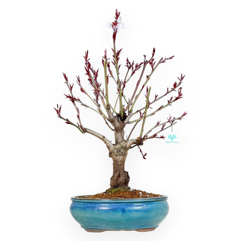 Prunus Persica - Pesco - 62 cm