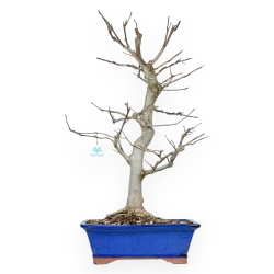 Magnolia Kobus - 71 cm