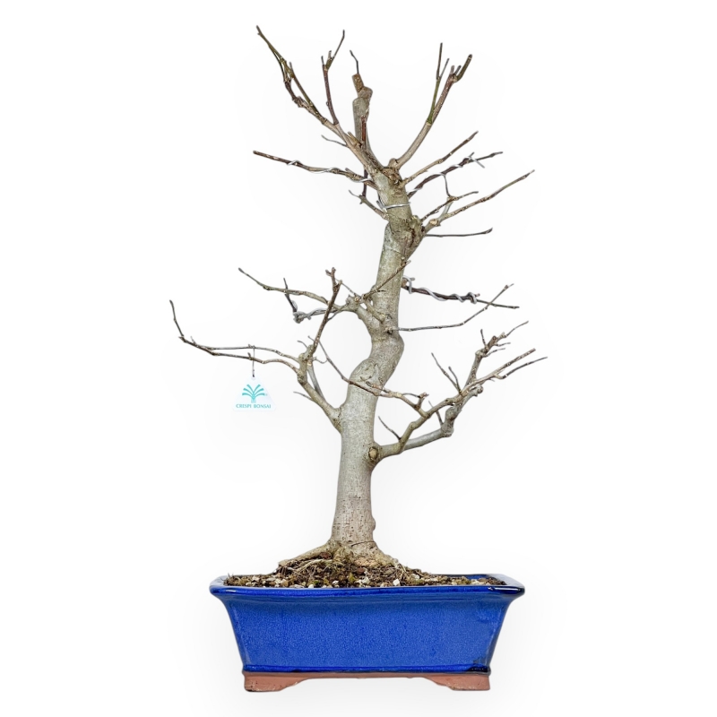 Magnolia Kobus - 71 cm