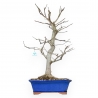 Magnolia Kobus - 71 cm