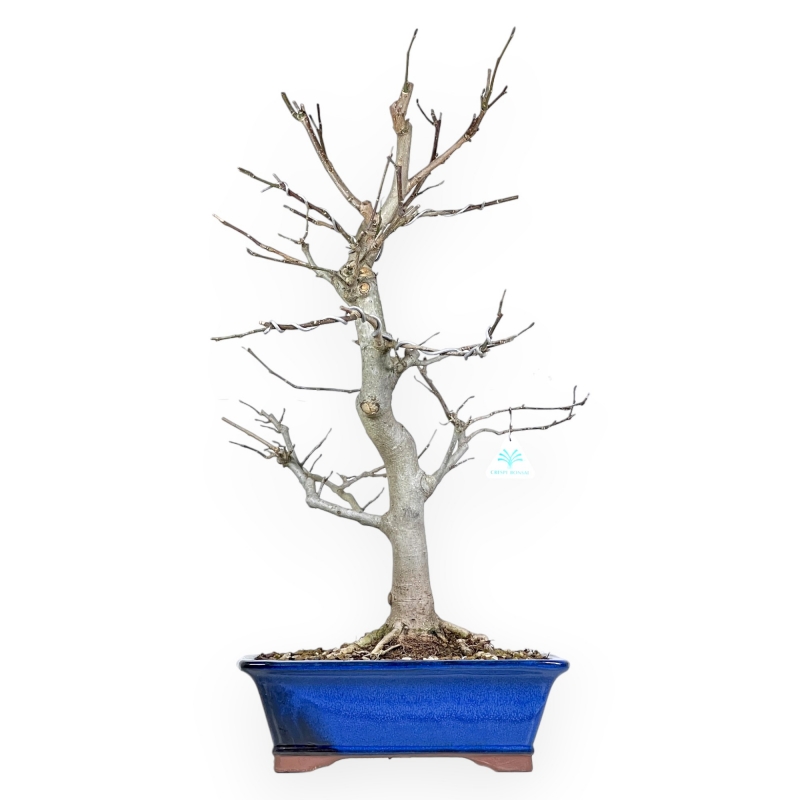 Magnolia Kobus - 71 cm