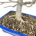 Magnolia Kobus - 71 cm