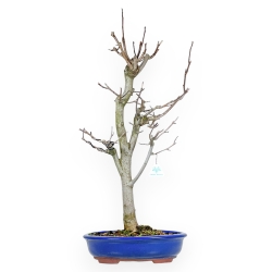 Magnolia Kobus - 73 cm