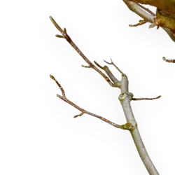 Magnolia Kobus - 73 cm