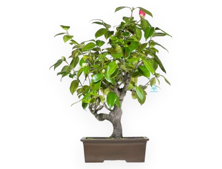 Camellia - Camelia - 70 cm