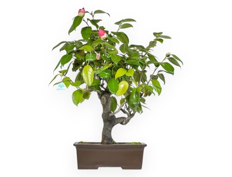 Camellia - Camelia - 70 cm