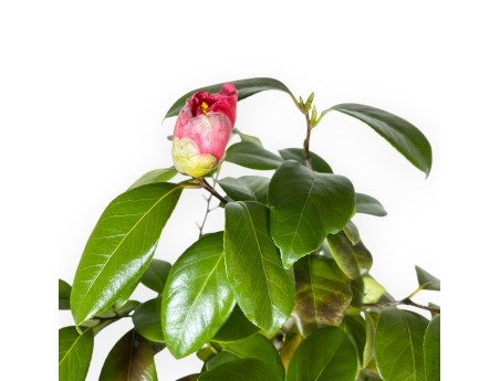 Camellia - Camelia - 70 cm