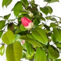 Camellia - Camelia - 70 cm