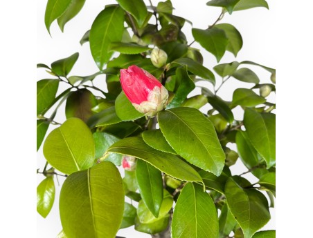 Camellia - Camelia - 70 cm