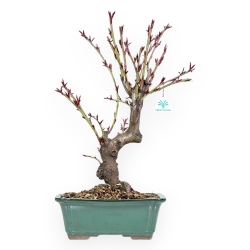 Prunus Persica - Pesco - 52 cm
