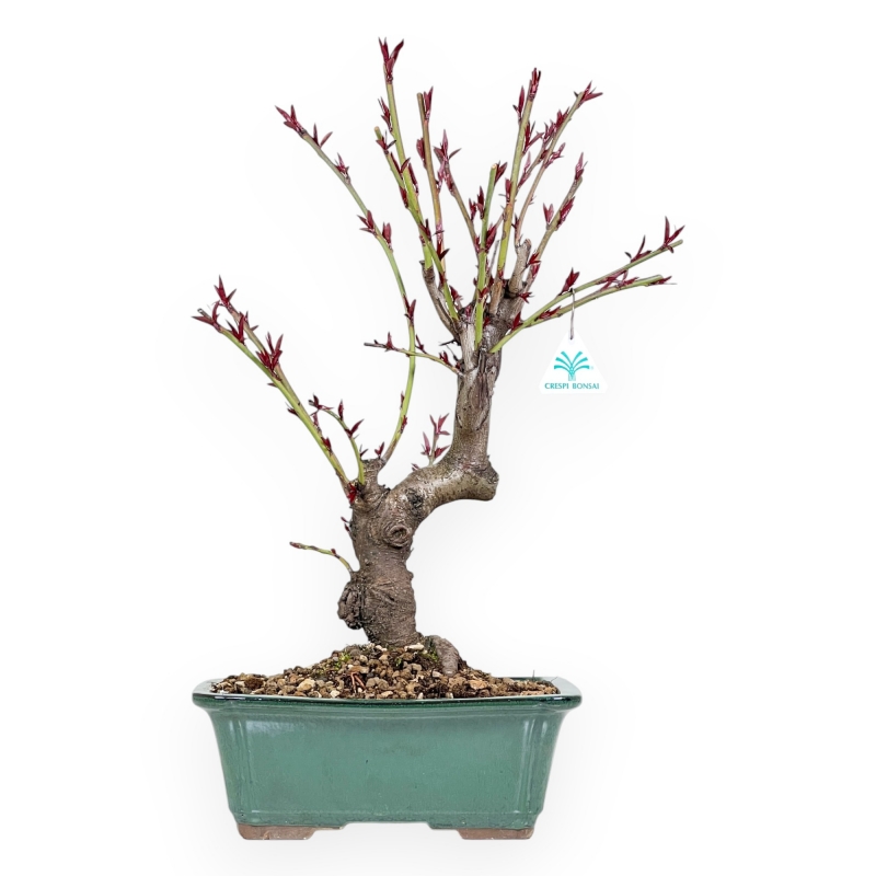 Prunus Persica - Pesco - 52 cm