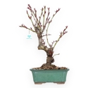 Prunus Persica - Pesco - 52 cm