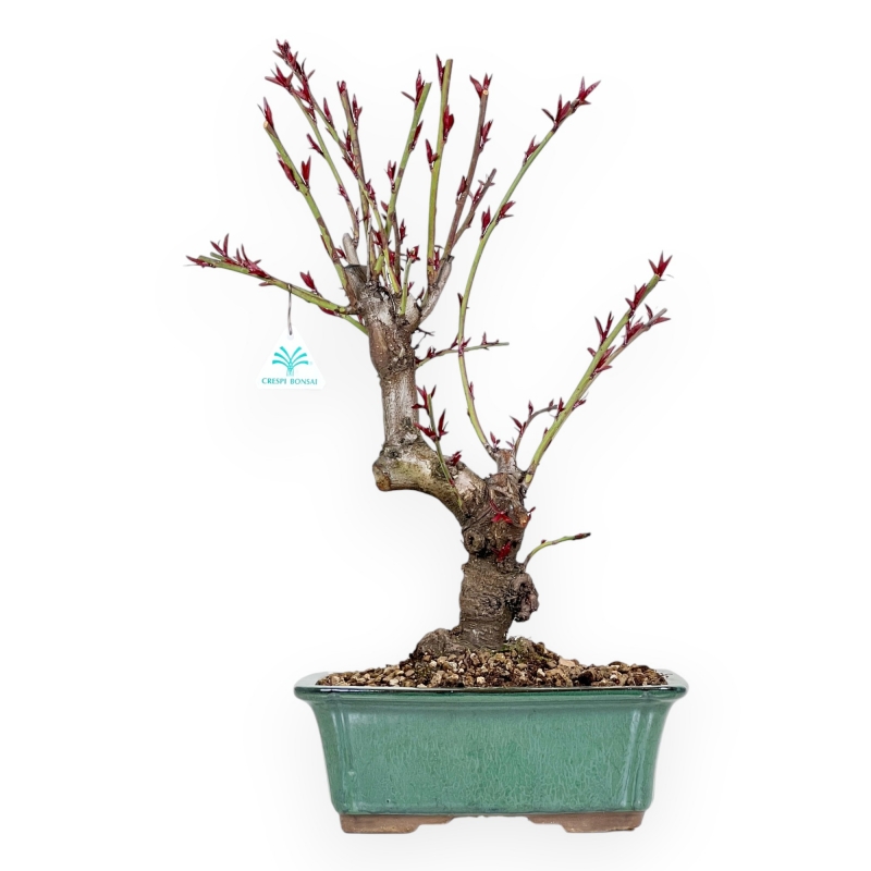 Prunus Persica - Pesco - 52 cm