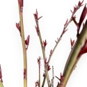 Prunus Persica - Pesco - 52 cm
