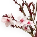 Prunus Persica - Pesco - 52 cm