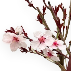 Prunus Persica - Pesco - 52 cm