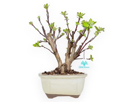 Malus Evereste - Pommier - 35 cm