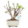 Malus Evereste - Apple Tree - 35 cm