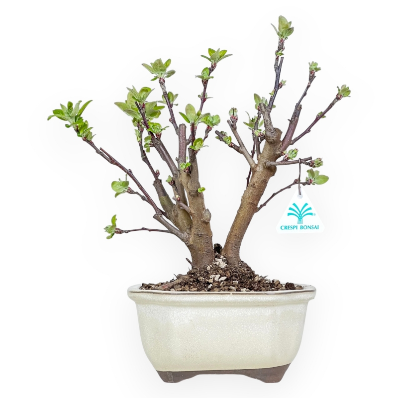 Malus Evereste - Apple Tree - 35 cm