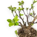 Malus Evereste - Melo - 35 cm