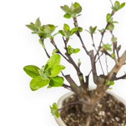 Malus Evereste - Melo - 35 cm
