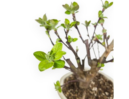 Malus Evereste - Apple Tree - 35 cm