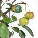 Malus Evereste - Apple Tree - 32 cm