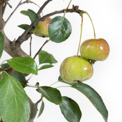 Malus Evereste - Apple Tree - 32 cm