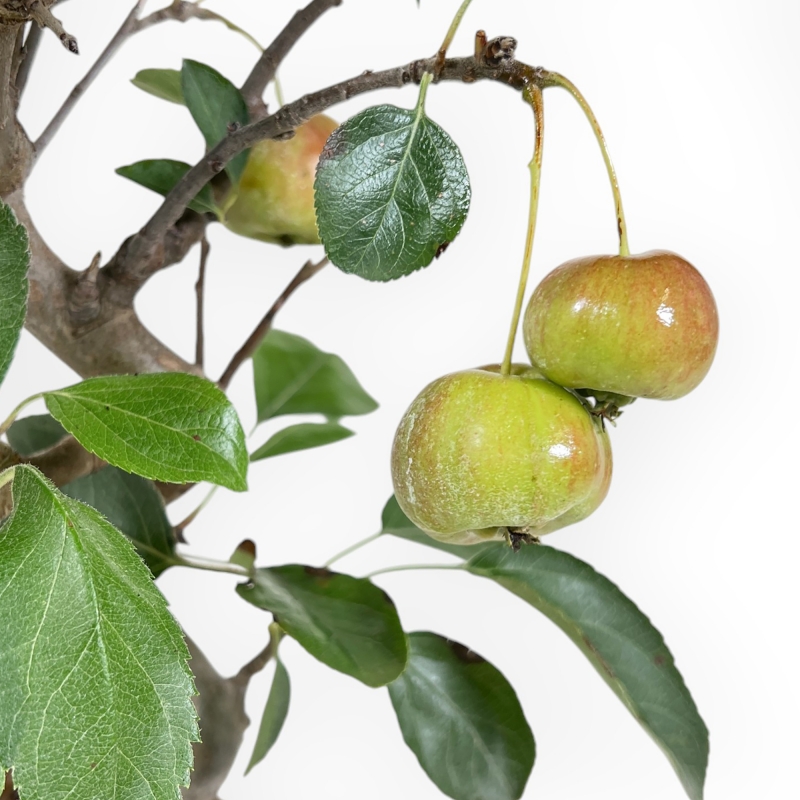 Malus Evereste - Apple Tree - 32 cm