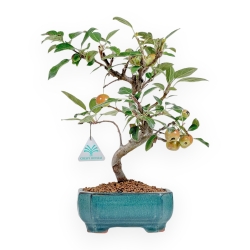 Malus Evereste - Apple Tree - 32 cm