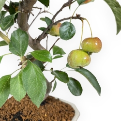 Malus Evereste - Apple Tree - 35 cm