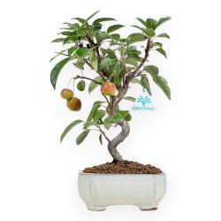 Malus Evereste - Apple Tree - 35 cm