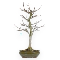 Magnolia Kobus - 72 cm