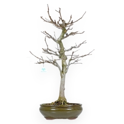 Magnolia Kobus - 72 cm