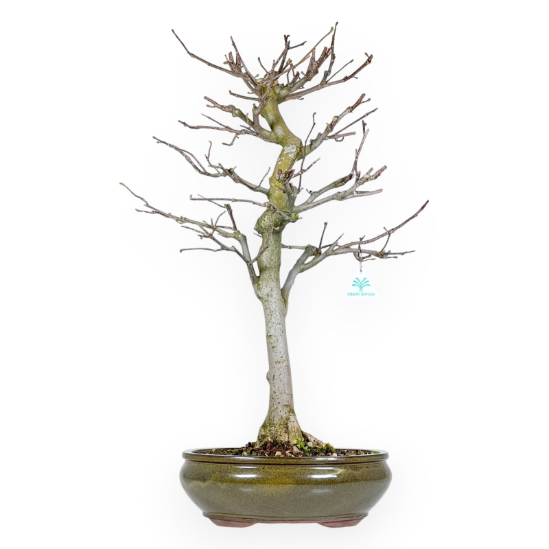Magnolia Kobus - 72 cm