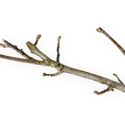 Magnolia Kobus - 72 cm