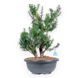 Taxus Media Hicksii - Tasso - 61 cm