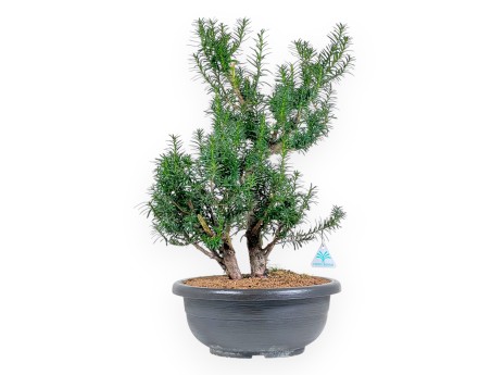 Taxus Media Hicksii - Ifs - 61 cm