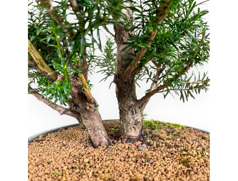 Taxus Media Hicksii - Ifs - 61 cm
