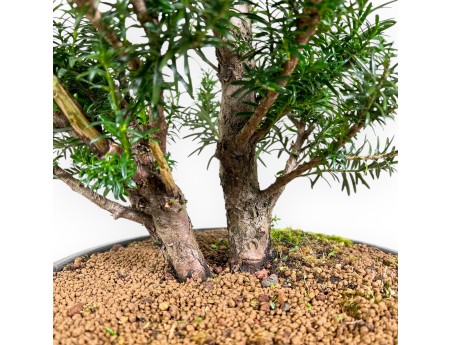 Taxus Media Hicksii - Ifs - 61 cm
