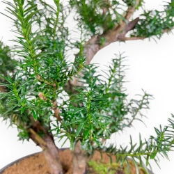 Taxus Media Hicksii - Tasso - 61 cm