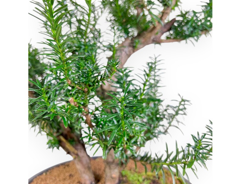 Taxus Media Hicksii - Yew - 61 cm