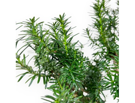 Taxus Media Hicksii - Yew - 61 cm