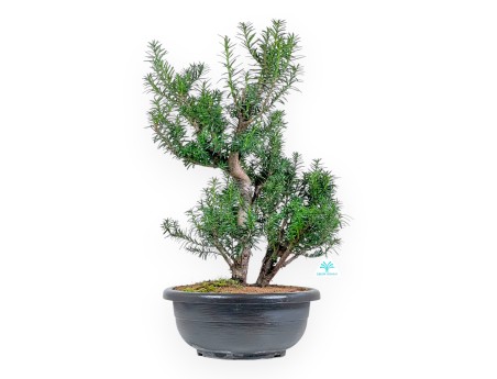 Taxus Media Hicksii - Ifs - 61 cm