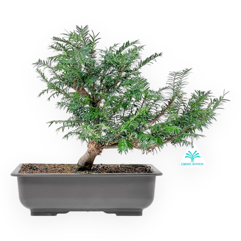 Taxus Baccata - Yew - 34 cm