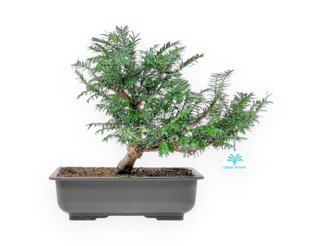 Taxus Baccata - Yew - 34 cm