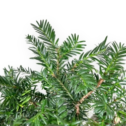 Taxus Baccata - Yew - 34 cm