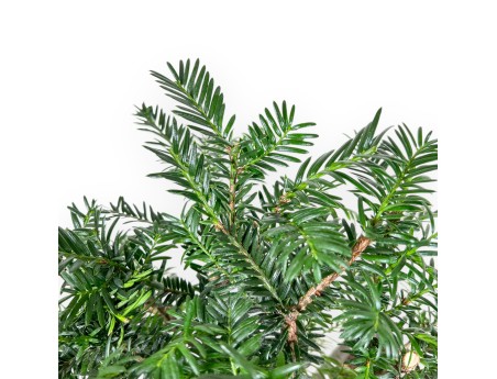 Taxus Baccata - Tasso - 34 cm