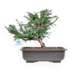 Taxus Baccata - Yew - 34 cm