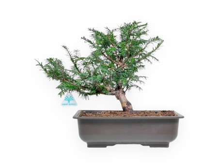 Taxus Baccata - Yew - 34 cm